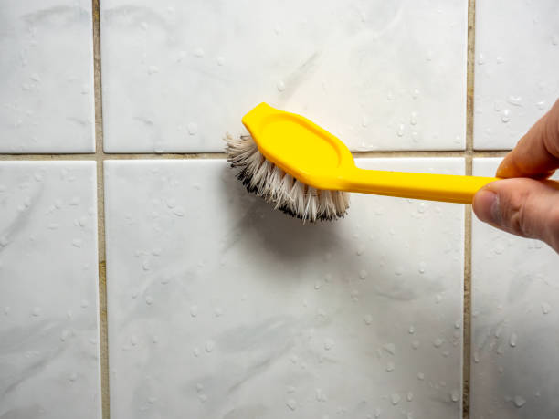 Best Emergency Mold Removal  in Lealman, FL