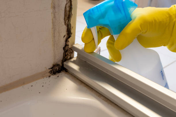 Best Black Mold Removal  in Lealman, FL