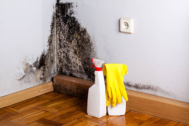 Best Mold Damage Repair  in Lealman, FL