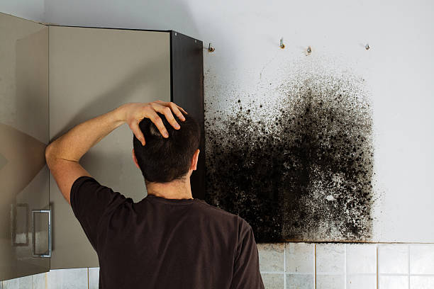 Professional Mold Removal in Lealman, FL